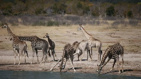 A Herd of Giraffes Drinking Water Stock Footage 332493871