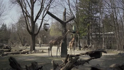 A herd of giraffes eats from a special feeder in an animal sanctuary. The Stock Footage 294694636