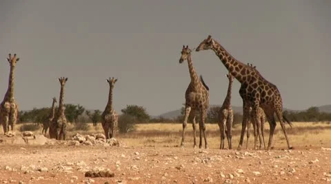 Herd of giraffes Video stock 11976905