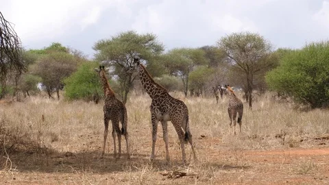 Herd of Giraffes Stock Footage 125416547