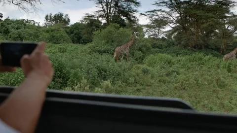 A herd of giraffes go into the forest. View from the car. Safari Stock Footage 152995377