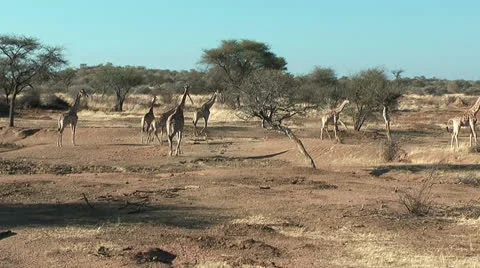 Herd of giraffes in namibia Video stock 24602954