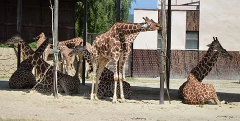  herd of giraffes Stock Photos