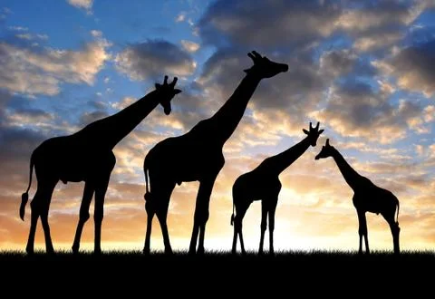 Herd of giraffes Foto stock