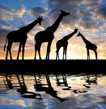 Herd of giraffes Stock Photos