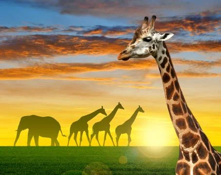 Herd of giraffes Stock Photos