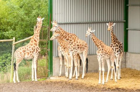 Herd of giraffes Stock Photos