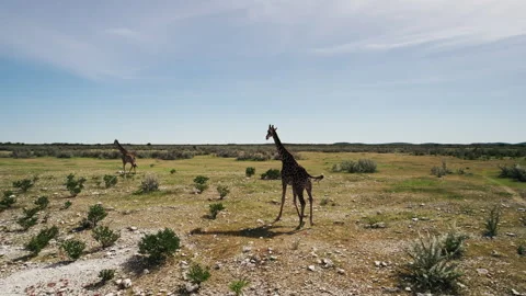 A Herd of Giraffes Running Across a Field Stock Footage 295028211
