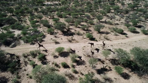 Herd of Giraffes Running Through African Savannah Stock Footage 300883294