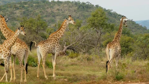 Herd of giraffes in the Savannah Stock Footage 101005065