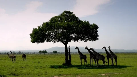 A herd of giraffes stands under a tree in the wild Stock Footage 126251404