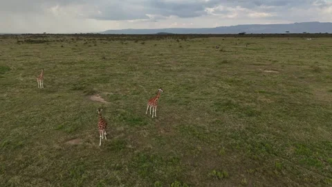 Herd of giraffes strolling through the grasslands of Kenya, drone view Stock Footage 301504489