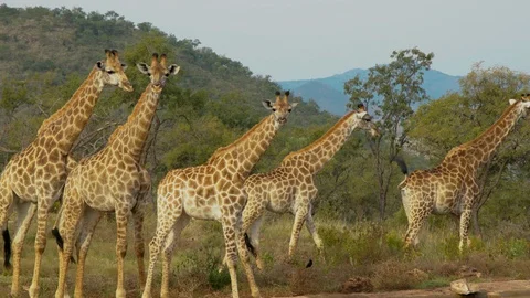 Herd of giraffes at the watering 1 Stockbeeldmateriaal 101004468