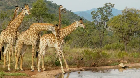 Herd of giraffes at the watering 스톡 동영상 101004094