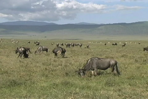 Herd of Gnu Video stock 97274