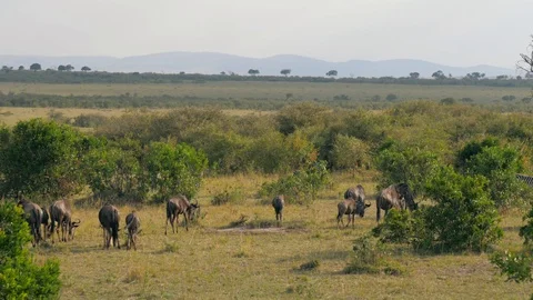Herd Of Gnu Grazing On A Green Meadow Among The Bushes In The African Savannah Stock Footage 95901649