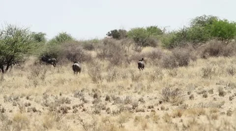 Herd gnus Stock Footage 12654216