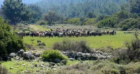 A herd of goat 5 Stock Footage 87678060