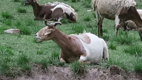 Herd of Goat and Sheep deep in the tibetan mountains 2 Stock Footage 74652797