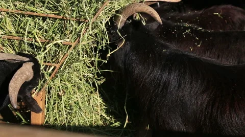 Herd of goat feeding Stock Footage 49674680
