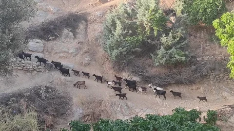 Herd of goat Stock Footage 165143989