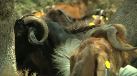 Herd of Goats 1 Stock Footage 10921923