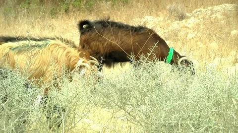 Herd of Goats 2 Stock Footage 10922034