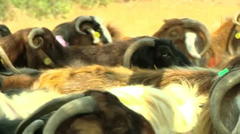 Herd of Goats 3 Stock Footage 10921984