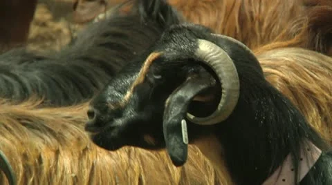 Herd of Goats 4 Stock Footage 10922058