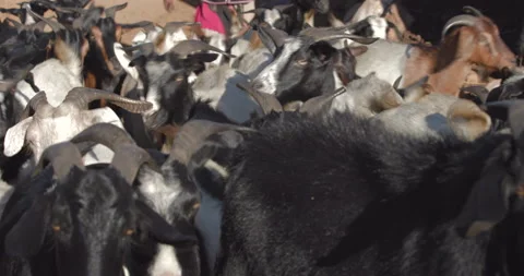 A herd of goats and rams heads to the pasture early in the morning Stock Footage 292340488