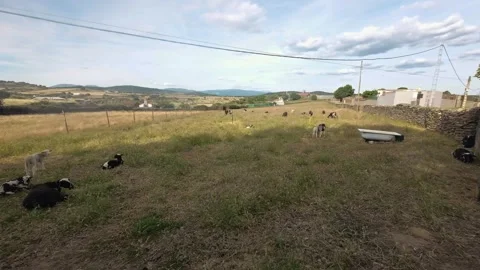 Herd of goats and sheep grazing and resting in a wide rural pasture with mou Stock Footage 337400731