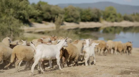 Herd of goats and sheep running to the pond Stock Footage 45440403