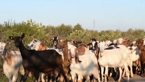 A herd of goats and sheeps is going to the road on a sunny day Stock Footage 141127275