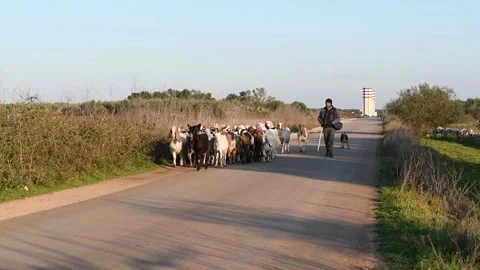 A herd of goats and sheeps is going to the road on a sunny day Stock Footage 141127298