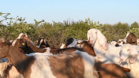 A herd of goats and sheeps is going to the road on a sunny day Stock Footage 141127332
