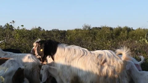 A herd of goats and sheeps is going to the road on a sunny day Stock Footage 141127398