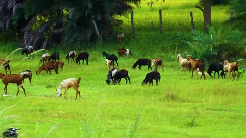 A herd of goats, both young and old, graze peacefully in a lush forest, their pr Stock Footage 321861853