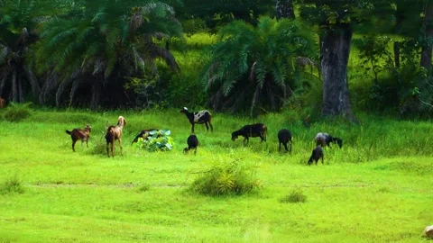 A herd of goats, both young and old, graze peacefully in a lush forest, their pr Stock Footage 321861865