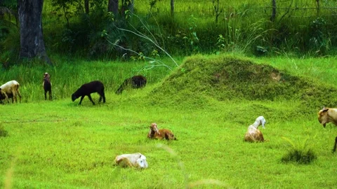 A herd of goats, both young and old, graze peacefully in a lush forest, their pr Stock Footage 321861875