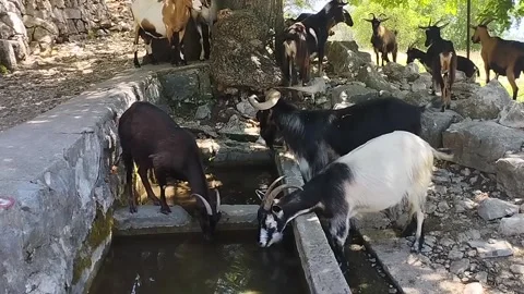 A herd of goats came to a source in the mountains Stock-Footage 199208242