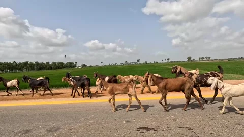Herd Of Goats Crossing Paved Road With Green Agricultural Farmland Stock Footage 344802782