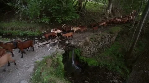 Herd of goats crossing a river with a small waterfall.Time Lapse Stock Footage 54275589