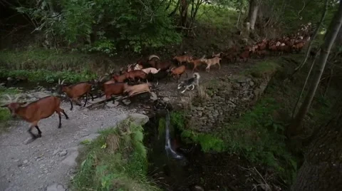 Herd of goats crossing a river with a small waterfall. Stock Footage 54275891