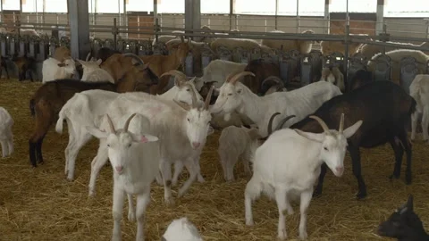 Herd of goats with different colors and horns walks calmly around well-kept farm Video stock 315675835