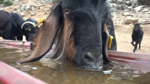 Herd of goats drinking fresh water from trough on rural farm in daylight Stock Footage 339562073