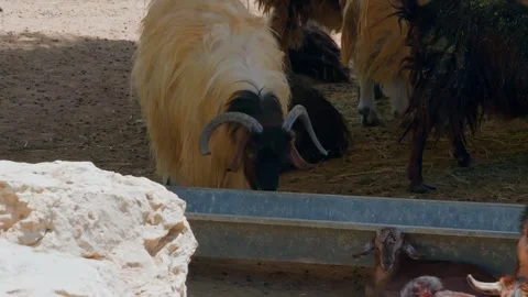 Herd goats drinking from trough in rural farm pen Stock Footage 345700884