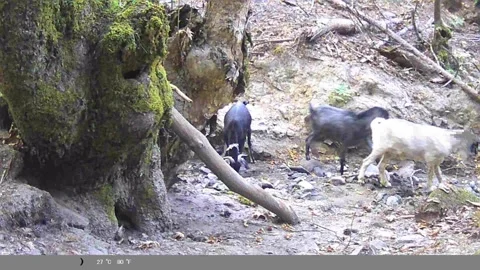 Herd of Goats Drinking Water in Forest Creek Bed - Trail Cam Footage Stock Footage 341803903