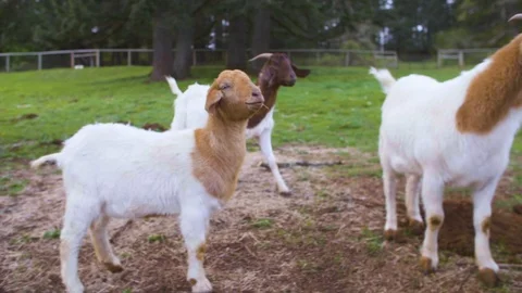 Herd of goats in the farm Stock Footage 87803186