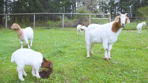 Herd of goats in the farm Stock Footage 87803304