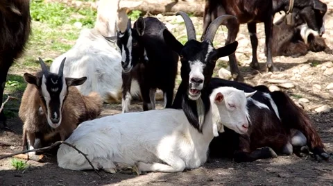 Herd of goats Stock Footage 49688941